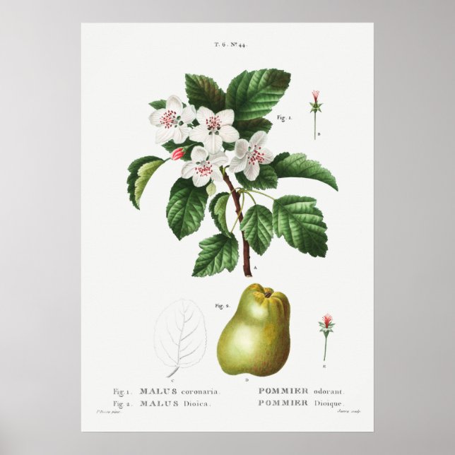 1 Sötkrabbapple (Malus coronaria) 2 äpple (Malus) Poster (Framsidan)