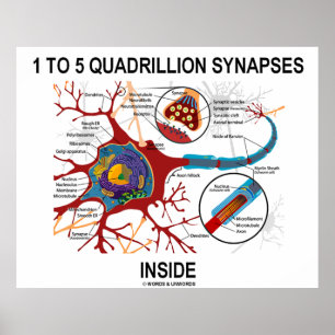 1 till 5 Quadribiljon Synapses Inside Neuron Synap Poster