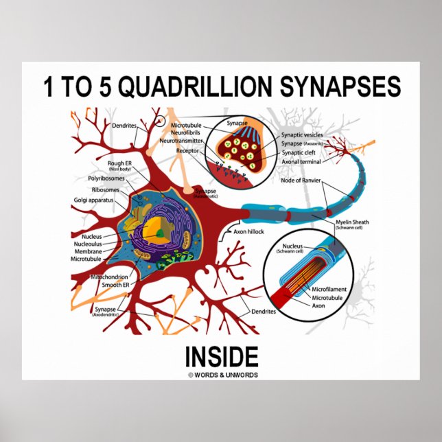 1 till 5 Quadribiljon Synapses Inside Neuron Synap Poster (Framsidan)
