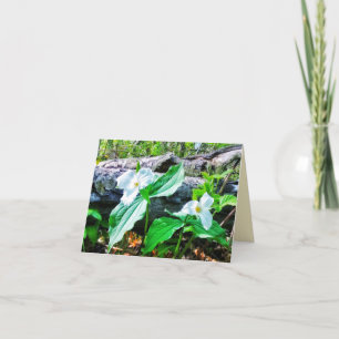 1 TRILLIUMS GREETARD KORT