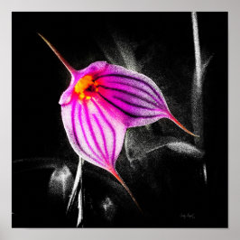 1 x 1 Ratio Black Orchid Print Img5480 Poster