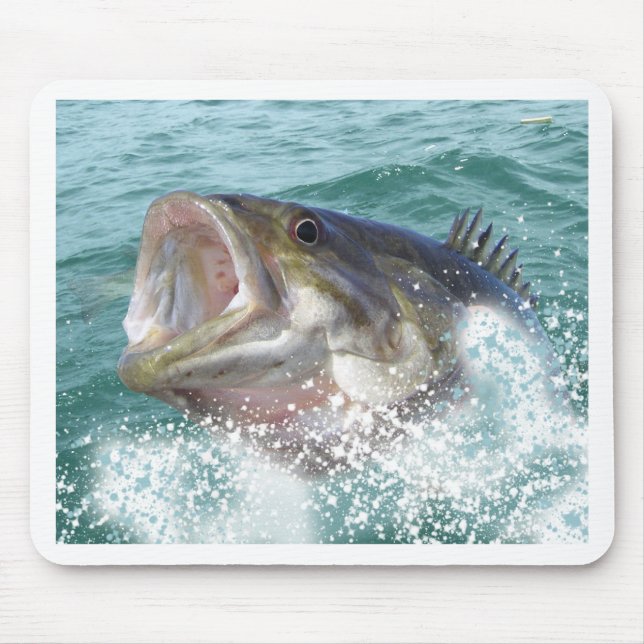 1basss11cp musmatta (Framsidan)