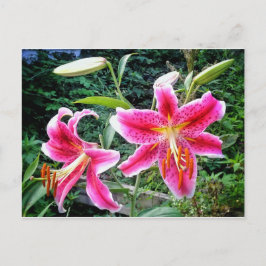 1STARGAZER LILLIES POSTCARD VYKORT