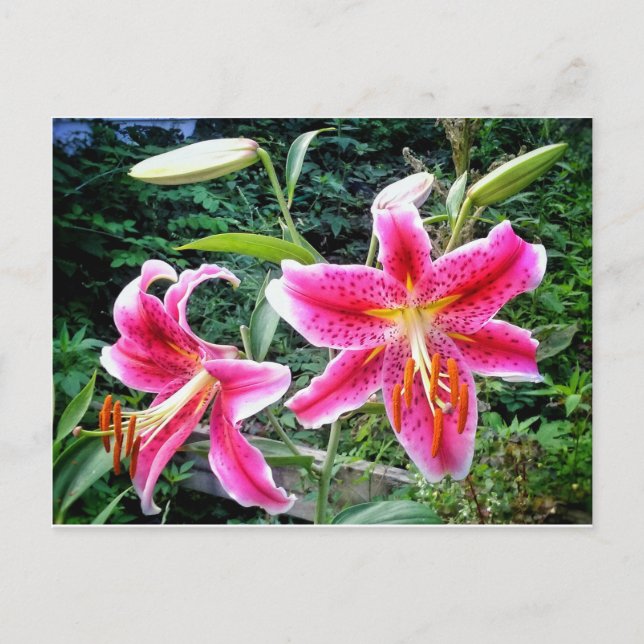 1STARGAZER LILLIES POSTCARD VYKORT (Framsida)