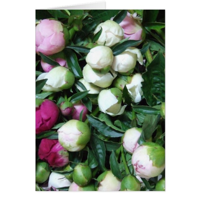 2008 Peony och Garden Photos 135 Hälsningskort (Framsidan)