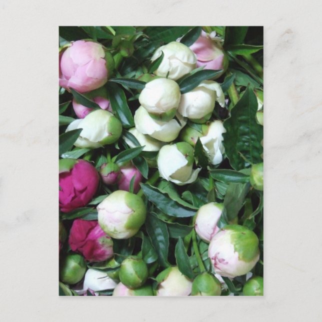 2008 Peony och Garden Photos 135 Vykort (Framsida)