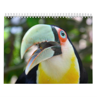 2010 kalender, fåglar av Brasilien Kalender