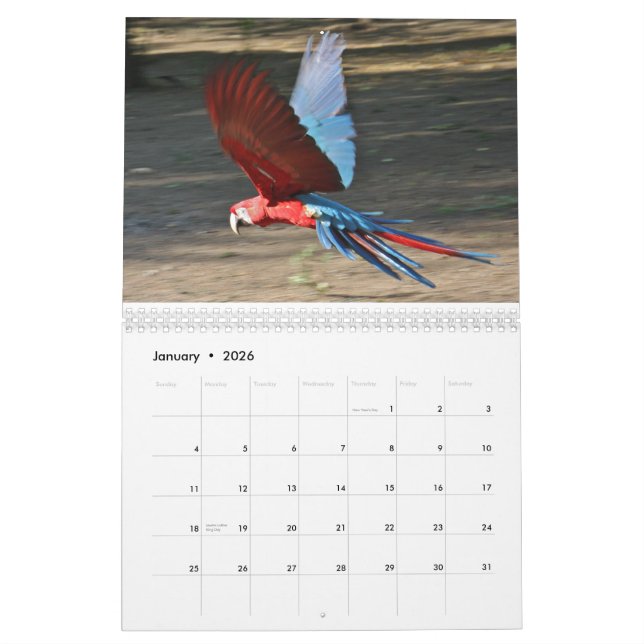 2010 kalender, fåglar av Brasilien Kalender (Jan 2026)