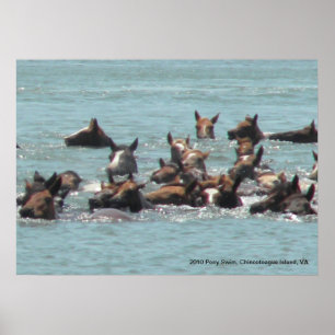 2010 Pony Simma, Chincoteague Island, VA Poster