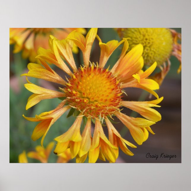 2010f_may, Craig Krieger Poster (Framsidan)