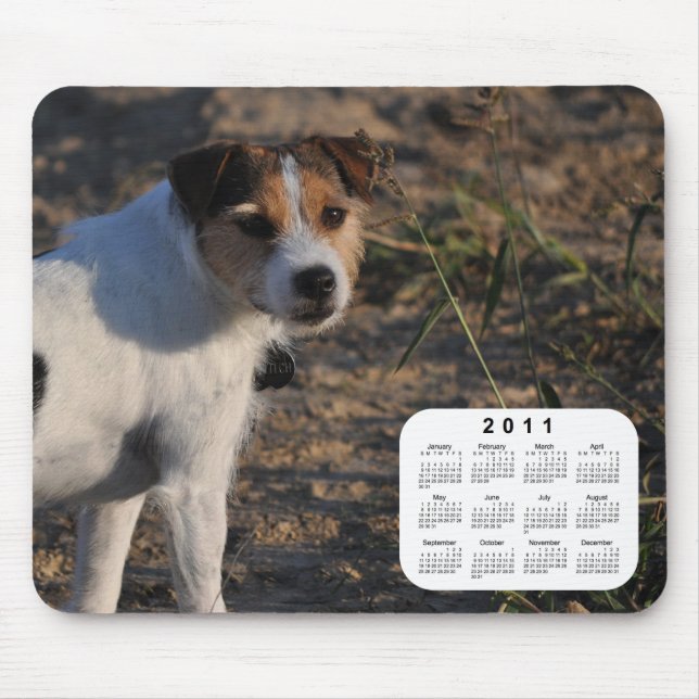2011 Hund Calendar - Parson Jack Russell Terrier Musmatta (Framsidan)