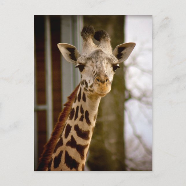 2013 års kalender Giraffe Photo Postcard Vykort (Framsida)