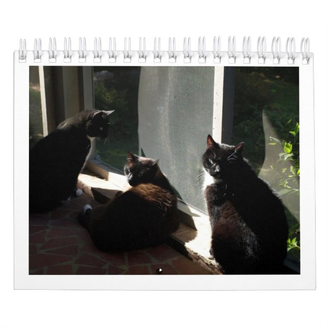 2013 kalender - fem fina kattdjur (Omslag)