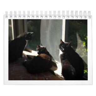 2013 kalender - fem fina kattdjur
