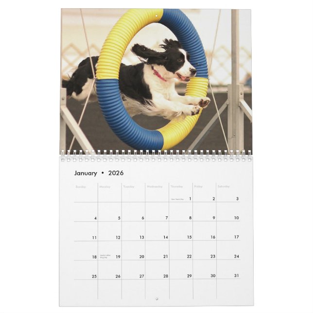 2013 Spaniels för engelsk Springer Kalender (Jan 2026)