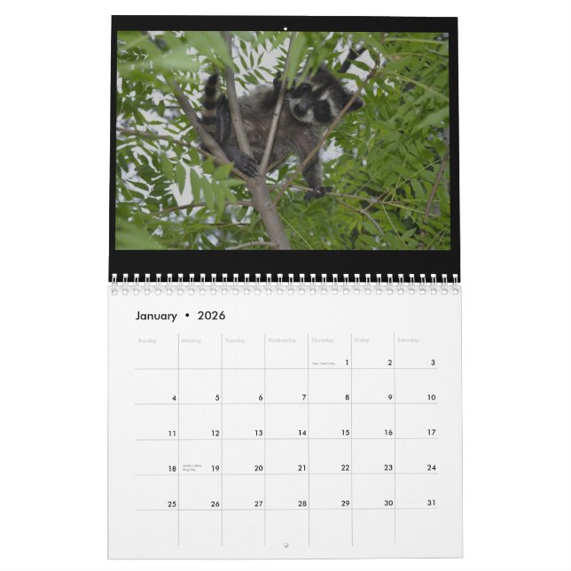 2014 djurlivkalender - babyRaccoons Kalender (Jan 2026)
