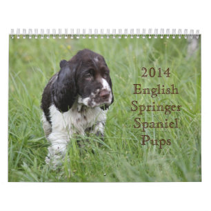 2014 valper för Spaniel för engelsk Springer Kalender