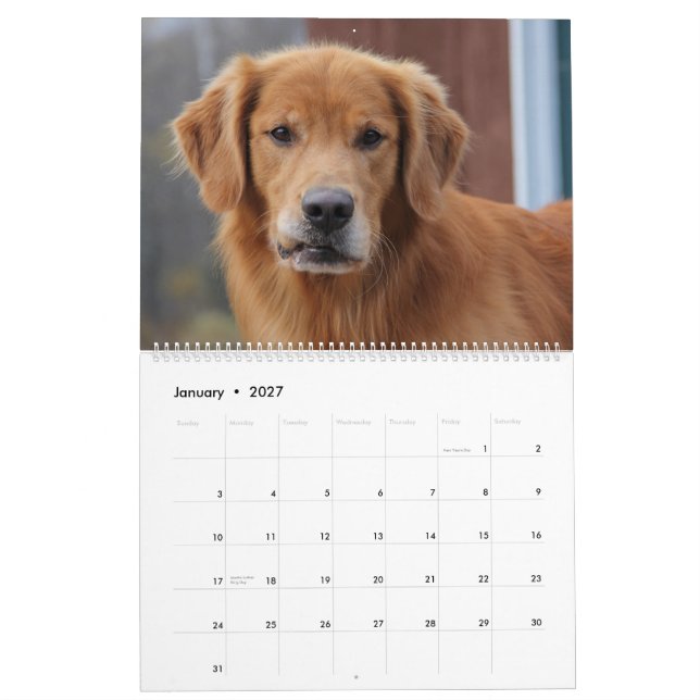 2015 8 Mile guld- Retriever Caledar Kalender (Jan 2027)