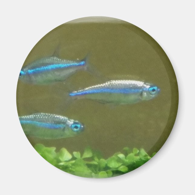 20160526_113326 MAGNET (Framsidan)