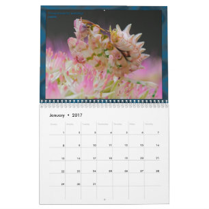 2017 medel/stor MANTIDFORUM-kalender Kalender