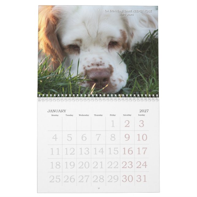2019 Erinveine kalender - Clumber Spaniels (Jan 2027)