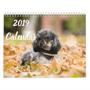 2019 för pudelhund för kalender gulliga bilder