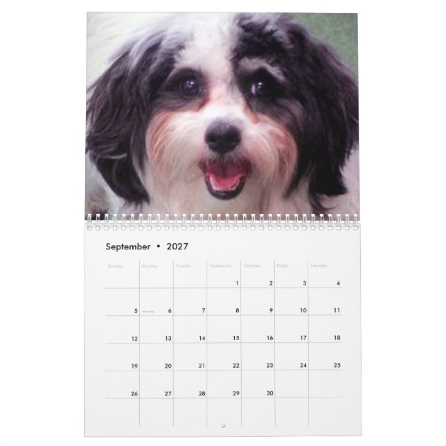 2020 gulliga K-Cee Zuchon hundkalender Kalender (Sep 2027)
