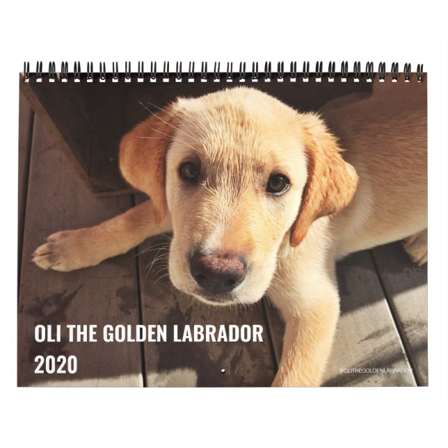 2020 Oli the Golden Labrador Kalender (Omslag)