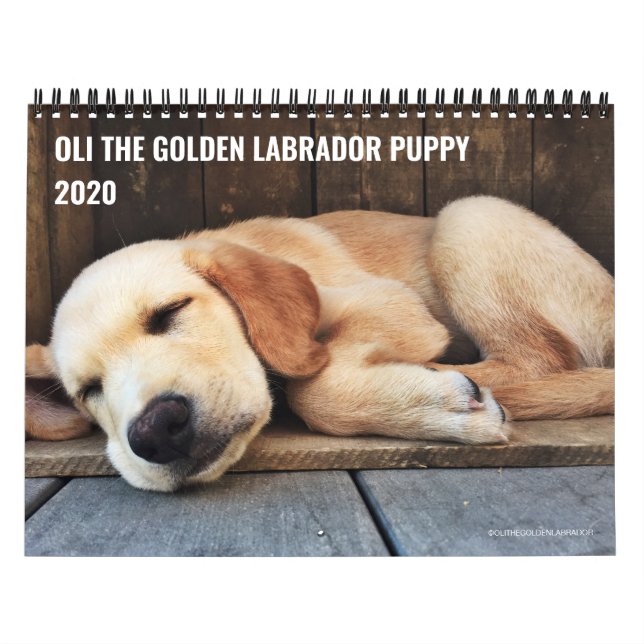 2020 Oli the Golden Labrador Puppy Kalender (Omslag)