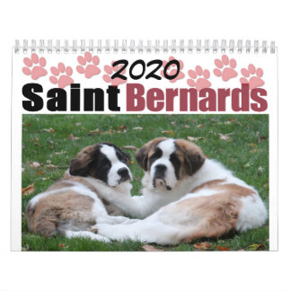 2020 Söt Saint Bernard Valp Hundras Kalender