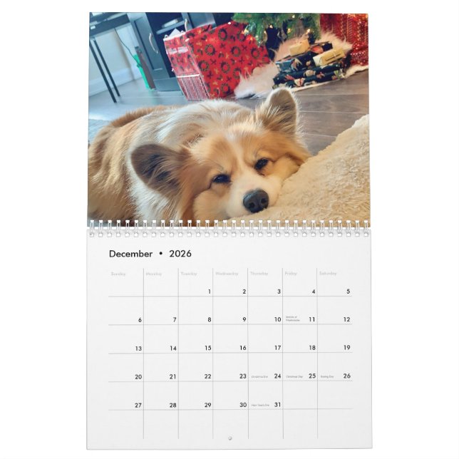 2021 Hudson the Fluffy Corgi Calendar Kalender (Dec 2026)