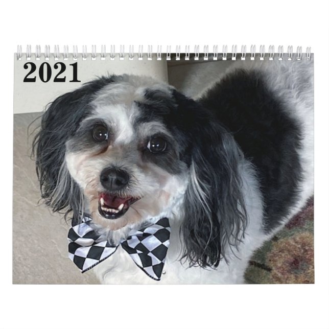 2021 K-Cee II Zuchon-Hund Kalender (Omslag)