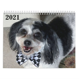 2021 K-Cee II Zuchon-Hund Kalender