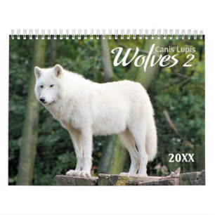 2021 Varg 2 kalender för jodlivsfotografi