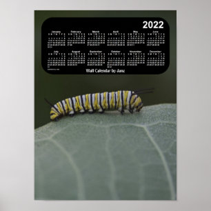 2022: Monarch Caterpelarkalender från Janz Poster