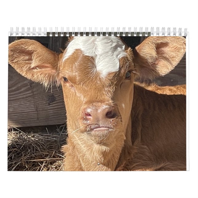 2023 Cow Calendar Kalender (Omslag)