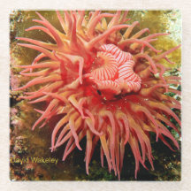 2023 Northwest Calendar April Glass Underlägg