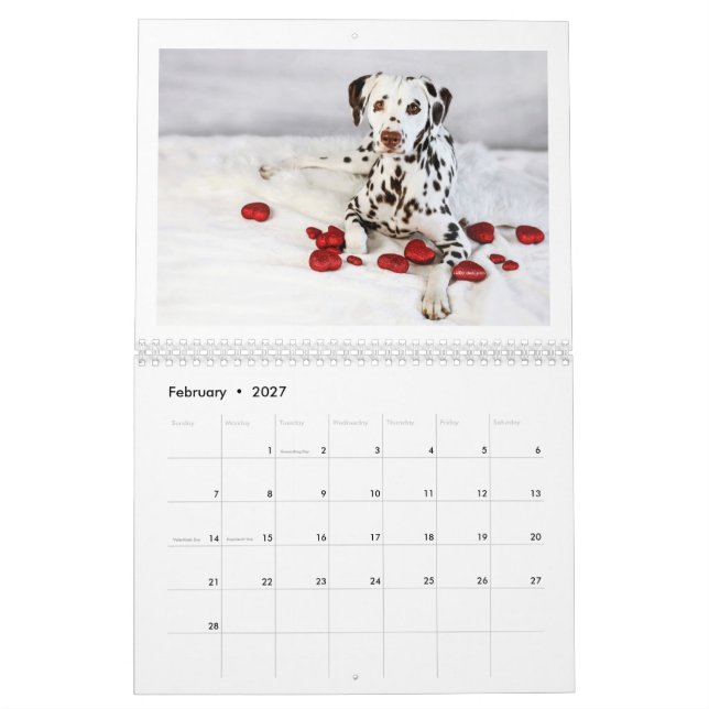 2024 Fredskalendern Kärlek & Chocolate Dalmatien Kalender (Feb 2027)