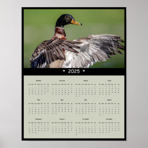 2025 års kalender för Mallard Anka Poster