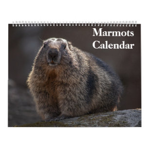 2025 års Marmots-kalender Kalender