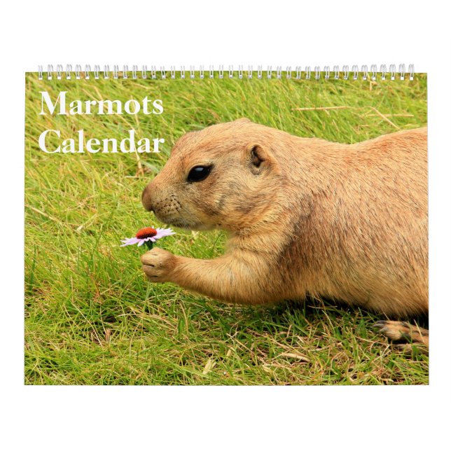2025 års Marmots-kalender Kalender (Omslag)