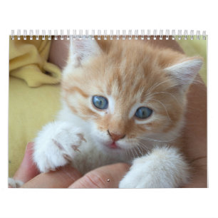 2025 Fina Orangar Katt Kalender