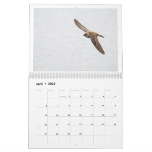 2025 - Fotokalender för vilda djur Kalender