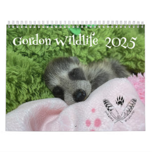 2025: Gordon Wildlife Raccoon Calendar Kalender