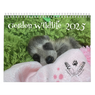2025: Gordon Wildlife Raccoon Calendar Kalender
