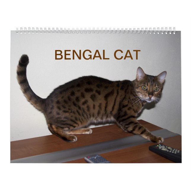 2025 Gorgous Bengal Cats Kalender (Omslag)