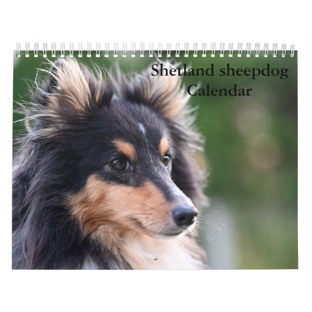2025 Kalender för Shetland Sheepdog (Omslag)