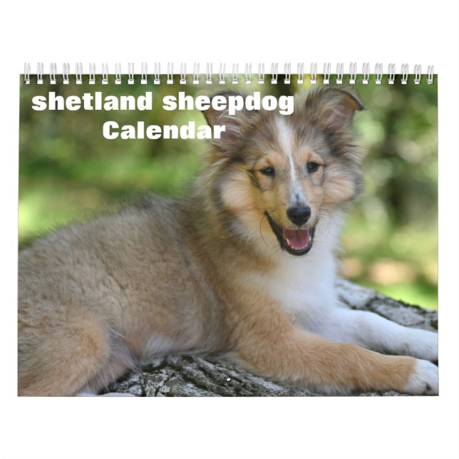 2025 Kalender för Shetland Sheepdog (Omslag)