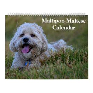2025 Maltipoo Maltesisk marionett Kalender