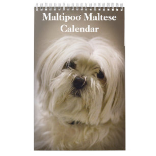 2025 Maltipoo Maltesisk marionett Kalender